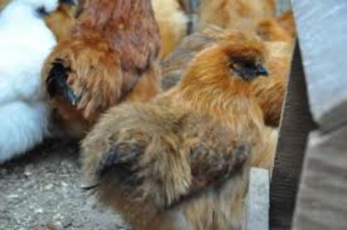 Zijdehoen kippen: Patrijs kleur., Dieren en Toebehoren, Pluimvee, Kip, Vrouwelijk