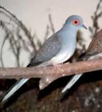 Diamantduifje  2x man, Mannelijk, Tropenvogel