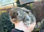 Lieve & knappe Dwerg hangoor NHD konijntjes, rammetjes, Dieren en Toebehoren, Mannelijk, Dwerg, Hangoor, 0 tot 2 jaar