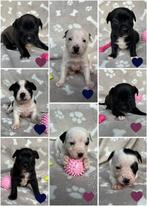 Chipits | Pitbull mix x Chihuahua / vlinderhond pups puppies, Dieren en Toebehoren, Honden | Niet-rashonden, Particulier, Meerdere