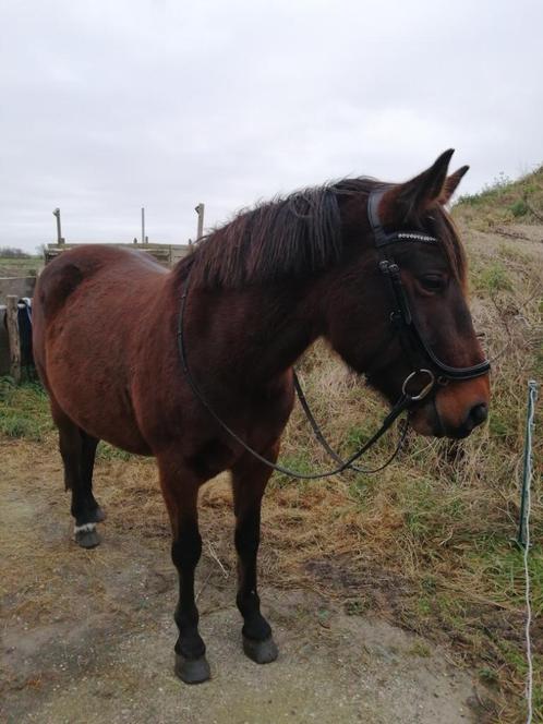 Pony 150 merrie 8 jaar beleerd, Dieren en Toebehoren, Paarden en Pony's | Dekhengsten en Fokmerries, Merrie
