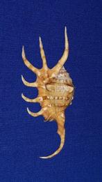 schelpen, Lambis crocata, Ophalen of Verzenden, Schelp(en)