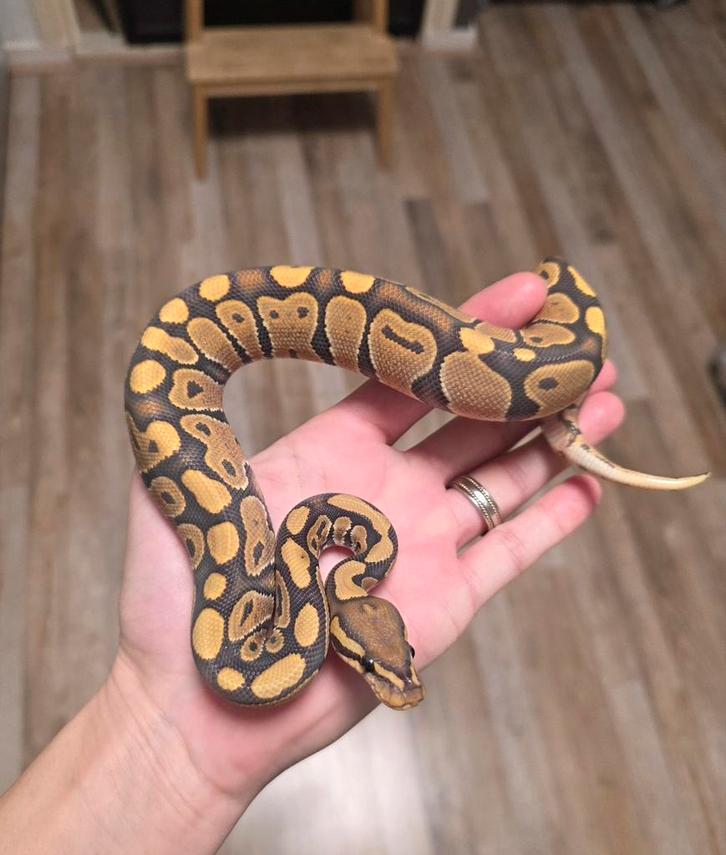 Chocolate Fire Hypo mannetje 2025 Koningspython