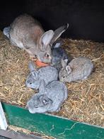 Jonge vlaamse reuzen, Dieren en Toebehoren, Konijnen, Meerdere dieren, Groot, 0 tot 2 jaar