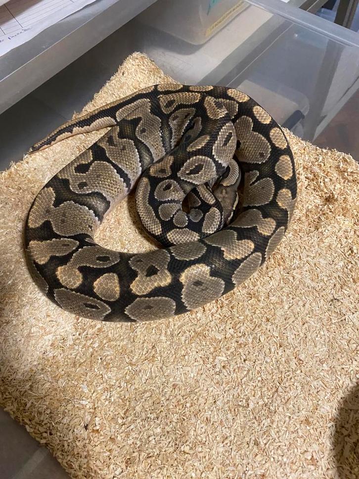 1.2 hypo puzzle project, Dieren en Toebehoren, Reptielen en Amfibieën, Slang