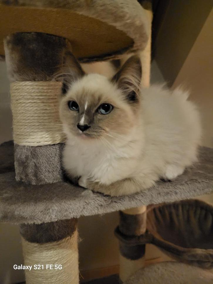 Ragdoll kittins, Dieren en Toebehoren, Katten en Kittens | Raskatten | Langhaar, Kater, 0 tot 2 jaar, Gechipt, Ontwormd, Ingeënt