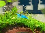 Neocaridina Blue Jelly, Dieren en Toebehoren, Kreeft, Krab of Garnaal, Zoetwatervis, Schoolvis