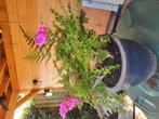 Planten in pot, Tuin en Terras, Planten | Tuinplanten, Ophalen, Zomer, Overige soorten, Volle zon