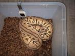 Python regius ballpython clown vrouw, Slang