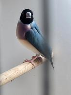 Gouldamadines, koppel of los, zie beschrijving, Dieren en Toebehoren, Vogels | Overige Vogels, Meerdere dieren, Geringd