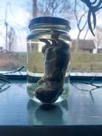 Konijntje op sterk water, Verzamelen, Dierenverzamelingen, Ophalen of Verzenden, Overige soorten, Overige typen