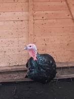 Te koop jonge gezonde kalkoen, Dieren en Toebehoren, Pluimvee, Mannelijk, Kalkoen
