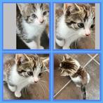 Kittens te koop, Dieren en Toebehoren, Katten en Kittens | Overige Katten, Kater, 0 tot 2 jaar