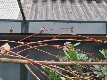 Rijstvogels mannetjes/vrouwtjes beschikbaar voor biedingen