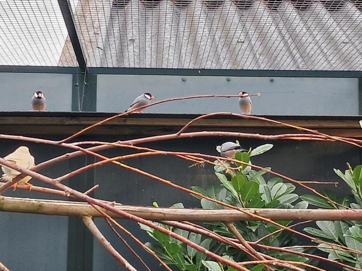 Rijstvogels mannetjes/vrouwtjes, Dieren en Toebehoren, Vogels | Toebehoren, Ophalen