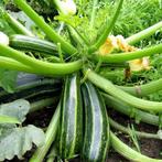 Zebra courgette ‘d’italia’ zaden eigen kweek, Tuin en Terras, Ophalen of Verzenden, Voorjaar, Volle zon, Zaad