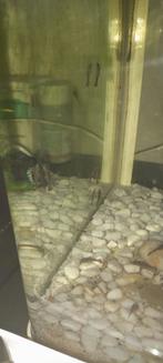 Ancistrus algeneters . Wildkleur   ., Ophalen, Overige typen