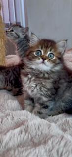 BRITISH SHORT HAIR, CAT AND KITTEN, Dieren en Toebehoren, Katten en Kittens | Raskatten | Korthaar, Meerdere dieren, Gechipt, 0 tot 2 jaar