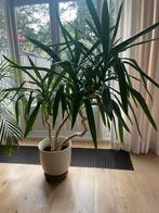 Mooie grote yucca plant incl. pot, Huis en Inrichting, Kamerplanten, Minder dan 100 cm, Halfschaduw, Ophalen