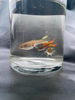 Endler Guppy’s – Kweekkoppels, Dieren en Toebehoren, Vis