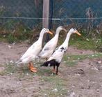 Indische loopeenden mei '25, Dieren en Toebehoren, Pluimvee, Meerdere dieren, Eend
