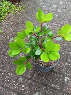 Raphiolepis, Ophalen, Bodembedekkers, Volle zon, Vaste plant