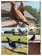 Kleurpostduif kleurpostduiven., Dieren en Toebehoren, Vogels | Duiven, Meerdere dieren, Postduif