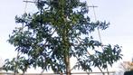 Portugese laurier | Prunus lusitanica angustifolia, Ophalen of Verzenden