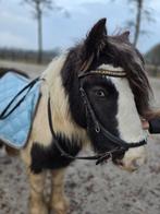 Bonte Lieve Tinker Merrie 4 jaar, Dieren en Toebehoren, Merrie, Recreatiepony, Gechipt