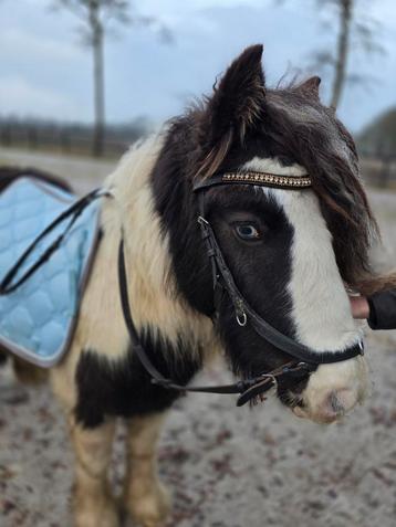 Bonte Lieve Tinker Merrie 4 jaar beschikbaar voor biedingen