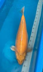 Mukasi 55 cm, Dieren en Toebehoren, Vissen | Vijvervissen, Karper of Koi