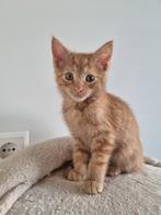 Maine coon X kittens en herplaatser ragdoll, Dieren en Toebehoren, Poes, Gechipt