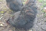 Trio orpington groot, Dieren en Toebehoren, Pluimvee, Meerdere dieren, Kip
