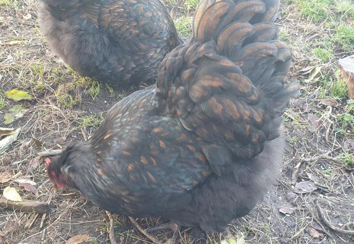 Trio orpington groot, Dieren en Toebehoren, Pluimvee, Kip, Meerdere dieren