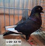 Duiven Keulse Tuimelaar Zwart witpen, Vrouwelijk, Tuimelaar of Roller