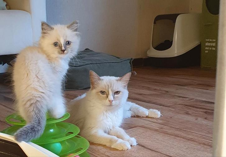 Ragdoll knuffelkater Doerak met Stamboom, Dieren en Toebehoren, Katten en Kittens | Raskatten | Langhaar, Meerdere dieren, 0 tot 2 jaar