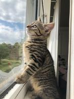 kitten 4 maanden oud 1/4 mainecoon 1/4 britse langhaar, Poes, Ontwormd, 0 tot 2 jaar