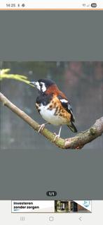 Kastanjeruglijster pop van 2024, Dieren en Toebehoren, Vogels | Overige Vogels, Vrouwelijk