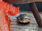 Gevonden parkiet, Dieren en Toebehoren, Vermiste en Gevonden Dieren, Vogel