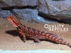 Tamme baardagaam met of zonder compleet ingericht terrarium, Hagedis, 0 tot 2 jaar