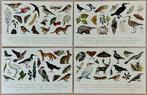 A27  JACKIE MORRIS & ROBERT MacFARLANE ~ 4 x vogels, Verzenden, 1980 tot heden, Ongelopen, Overige thema's