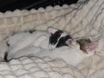 2 jonge poesjes, Dieren en Toebehoren, Poes, Kortharig