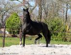 ‼️ Voorlopig keur, Prok, Doc Fokmerrie v Florencio‼️, Dieren en Toebehoren, Paarden, Merrie, Niet van toepassing, Dressuurpaard