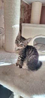 *** ondeugend maine coon x katertje***, Kater, Gechipt