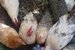 Friese kippen hennetjes en haantjes., Dieren en Toebehoren, Meerdere dieren, Kip