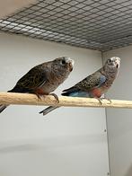 Bourkes Parkieten, Dieren en Toebehoren, Meerdere dieren, Parkiet