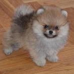 Pomeranian pomeriaan, Dieren en Toebehoren, Honden | Poolhonden, Keeshonden en Oertypen, Particulier, Rabiës (hondsdolheid), 8 tot 15 weken
