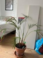 Areca Palm met Pot, Vaste plant, Bloeit niet, Halfschaduw, Ophalen