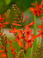 Luciferplant Crocosmia rood tuinplant, Tuin en Terras, Ophalen