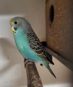 Te koop jonge grasparkieten zijn van 17-08-25, Dieren en Toebehoren, Vogels | Parkieten en Papegaaien, Meerdere dieren, Parkiet